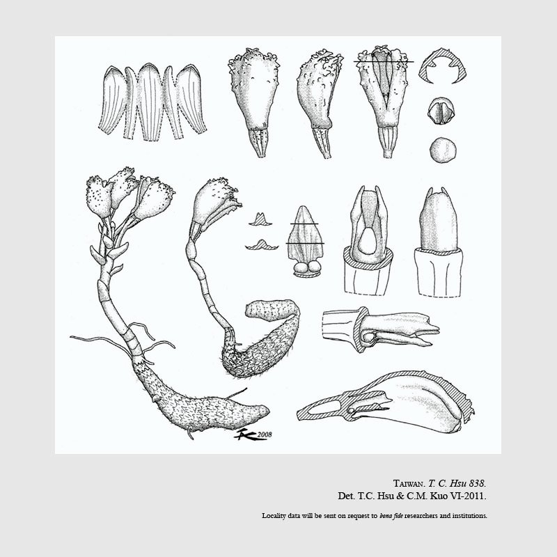 Gastrodia albida